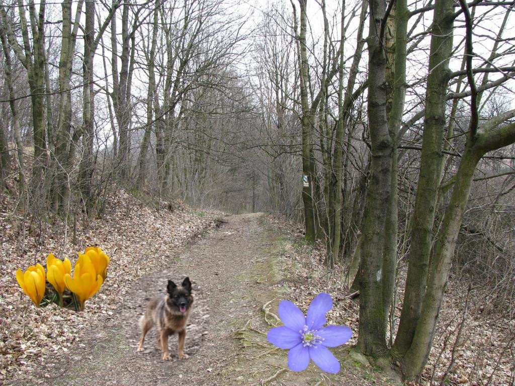 Pies w lesie (1)